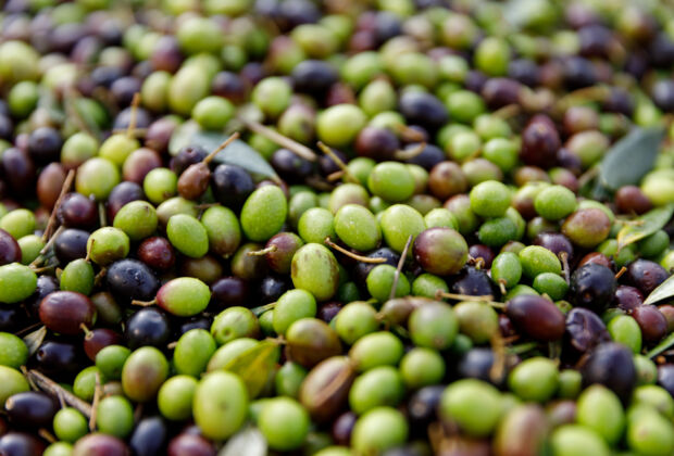 gruene-oliven