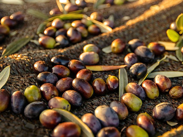 olivenoel-aus-kroatien olivenoel-aus-kroatien