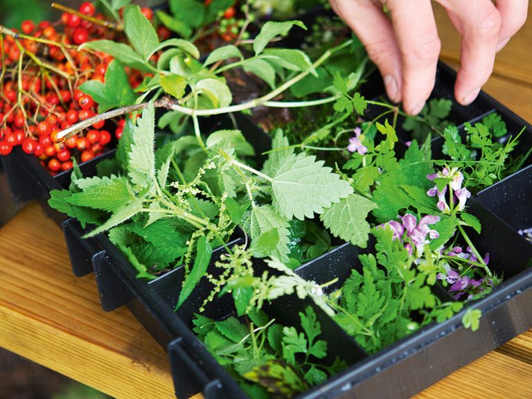 wilde-kraeuter-und-pflanzen-bei-vitus-winkler