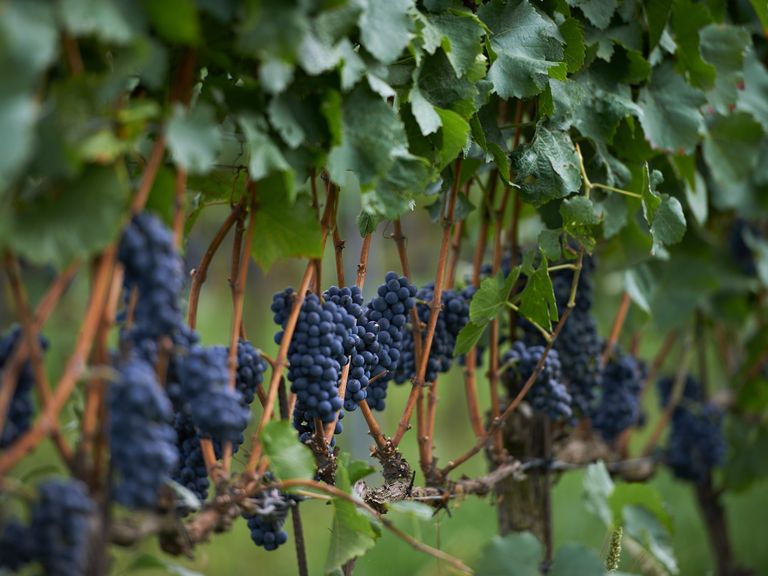 DFS_Loimer_PinotNoir_02_preview DFS_Loimer_PinotNoir_02_preview