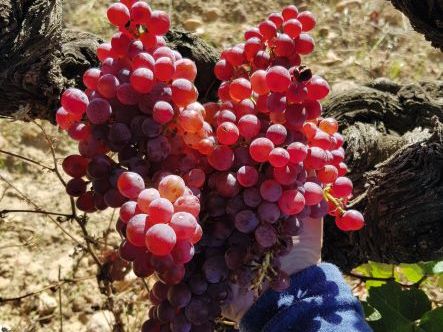 trauben-weingut-mas-seren 