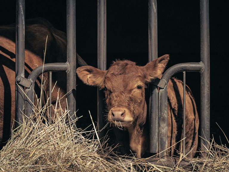 rinderzucht-im-genusswerk-eifel