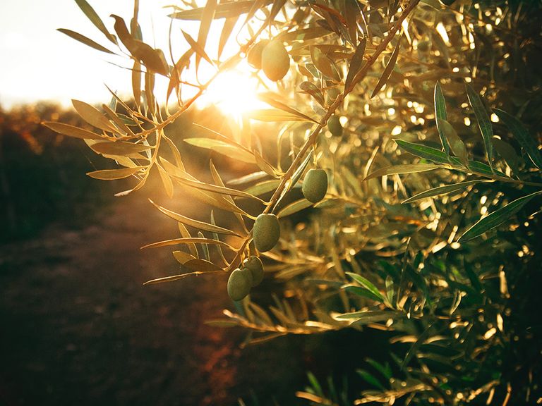 Olivenbaum mit Früchten im Sonnenlicht olivenbaum-mit-fruechten