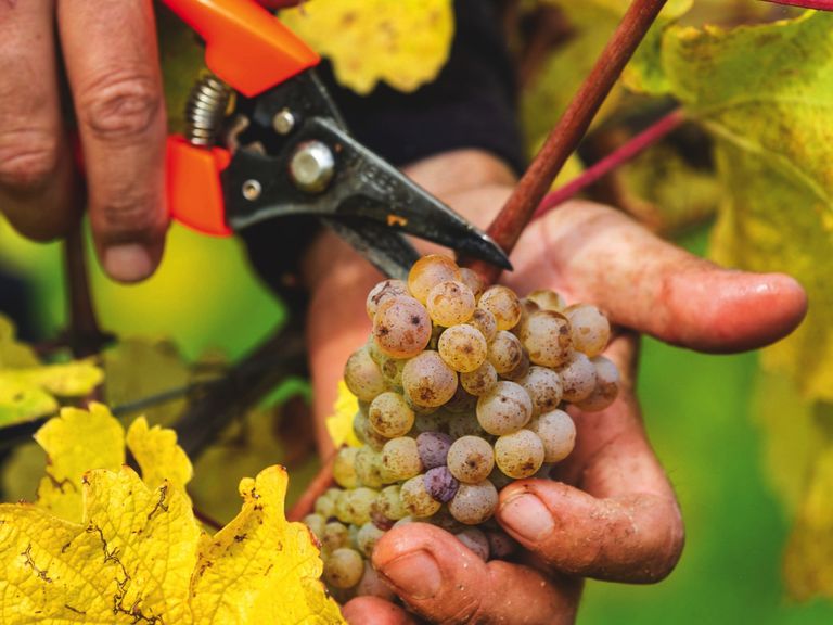 Wien_Neustift_byHerbertLehmann_590