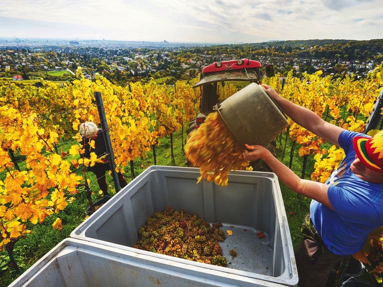 Wien_Neustift_byHerbertLehmann_Neuberg543