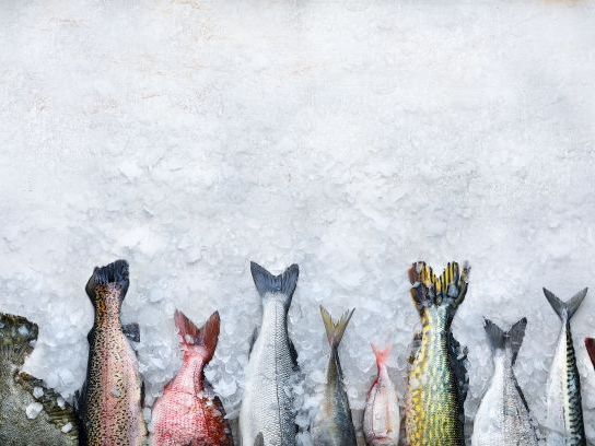 Fünf verschiedene Varianten mit 
Seefisch und Lachs – aus dem Ofen, 
gebeizt oder gedämpft, gebraten 
oder pochiert.  fische-frisch