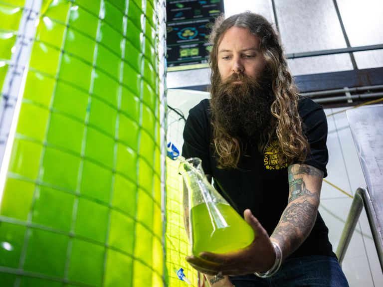 Craftbrauer Oscar McMahon in Sydney zapft Algenflüssigkeit, die Sauerstoff bildet.
 young-henrys