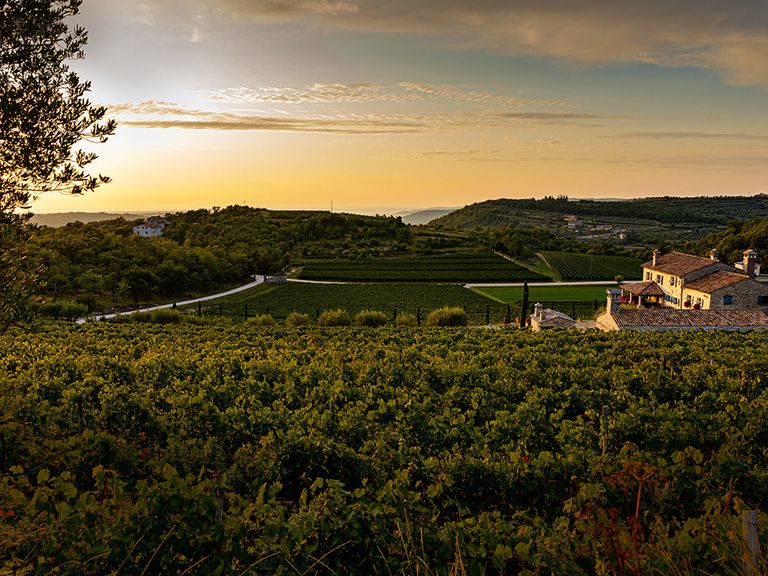 Mediterrane Pracht vom Weingut Kabola. Die Landschaft bringt nicht nur großartige Weine hervor, sondern bietet auch sensationelle Weitsicht weingut-kabola