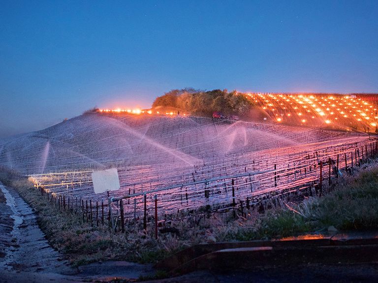 Spätfrost in Burgund: Um die Triebe vor dem Erfrieren zu bewahren, wird die Luft durch Feuertonnen erwärmt oder mitWasser besprüht. spaetfrost-in-burgund