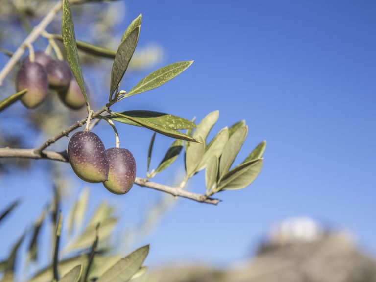 Olio Award 2023: Oliven aus Andalusien (Provinz Cordoba)