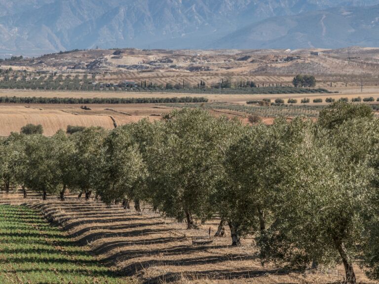 Der Feinschmecker- Olivenölproduktion- Andalusien- Reportage Kersten Wetenkamp20171101Andalusien114