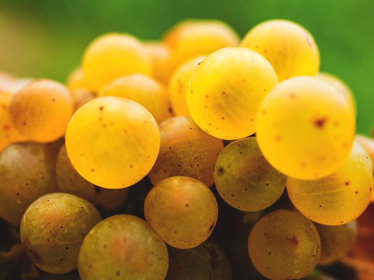 Wien_Nussberg_byHerbertLehmann_660