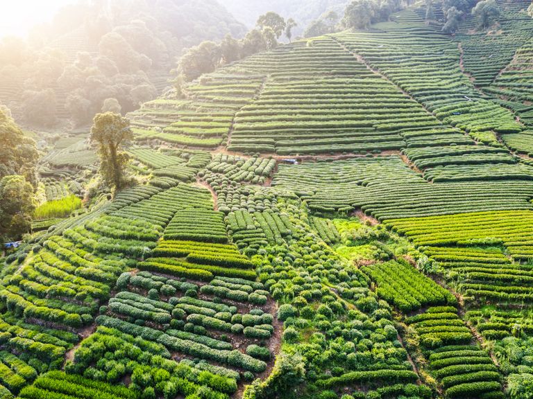 Chn_LongjingTeaGarden_shutterstock_1457022212