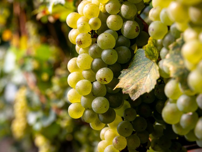 Der Feinschmecker- Franciacorta-Italien-Schaumwein-Jens Priewe_DL_4027