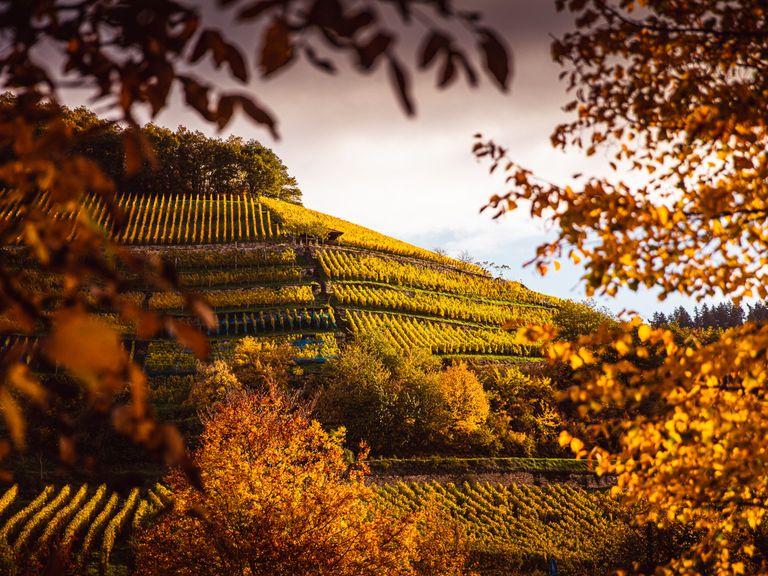 Weingut Martin Waßmer: Der Dottinger Castellberg ist nur eine der Top-Lagen. Castellberg zwischen Bäumen_preview