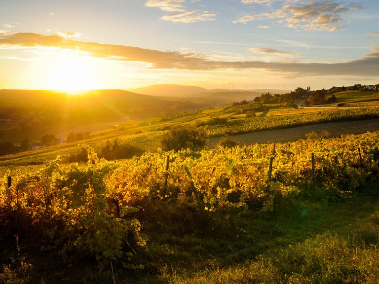 Das Weinjahr 2022 war von vielen Sonnenstunden geprägt – wie hier in Rheinhessen Weinreben in Rheinhessen