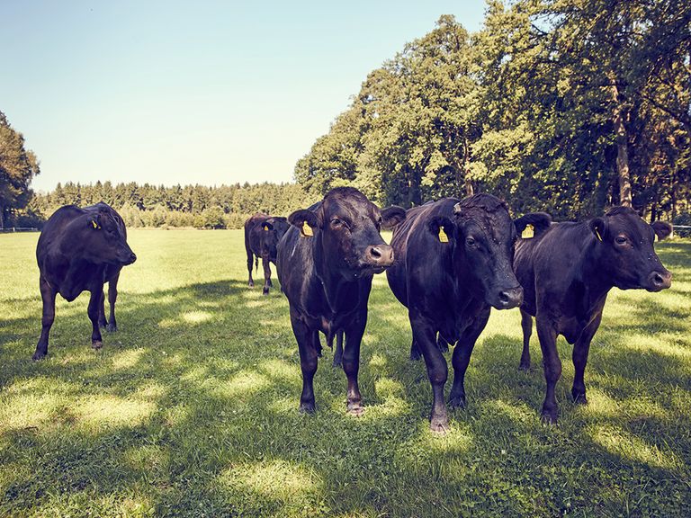 Schwarze Rinder auf einer Weide wagyu-rinder