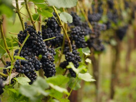 Wein aus dem Ahrtal, Trauben an der Rebe wein-aus-dem-ahrtal