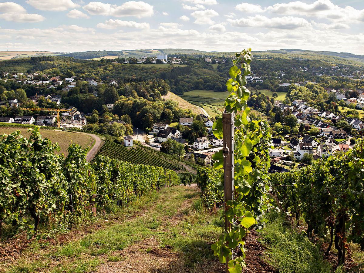 deutsches-weinbaugebiet-rheingau