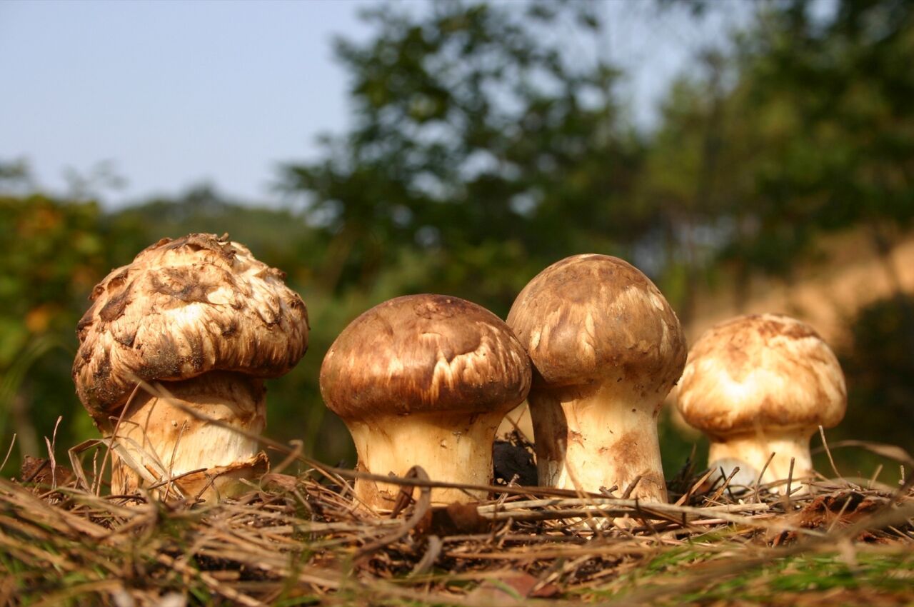 Yangyang Songi Mushroom Festival 