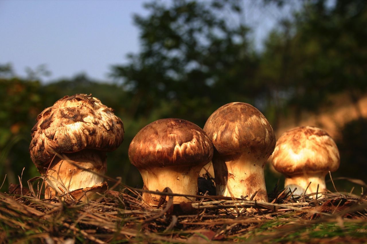 Yangyang Songi Mushroom Festival 