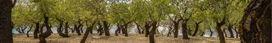 olivenoel-laender-banner2