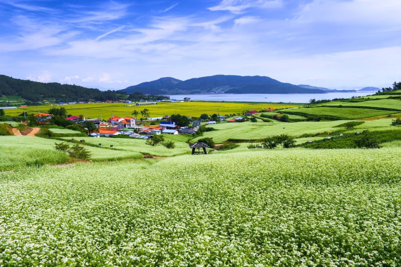 Buckwheat Farm, Korea