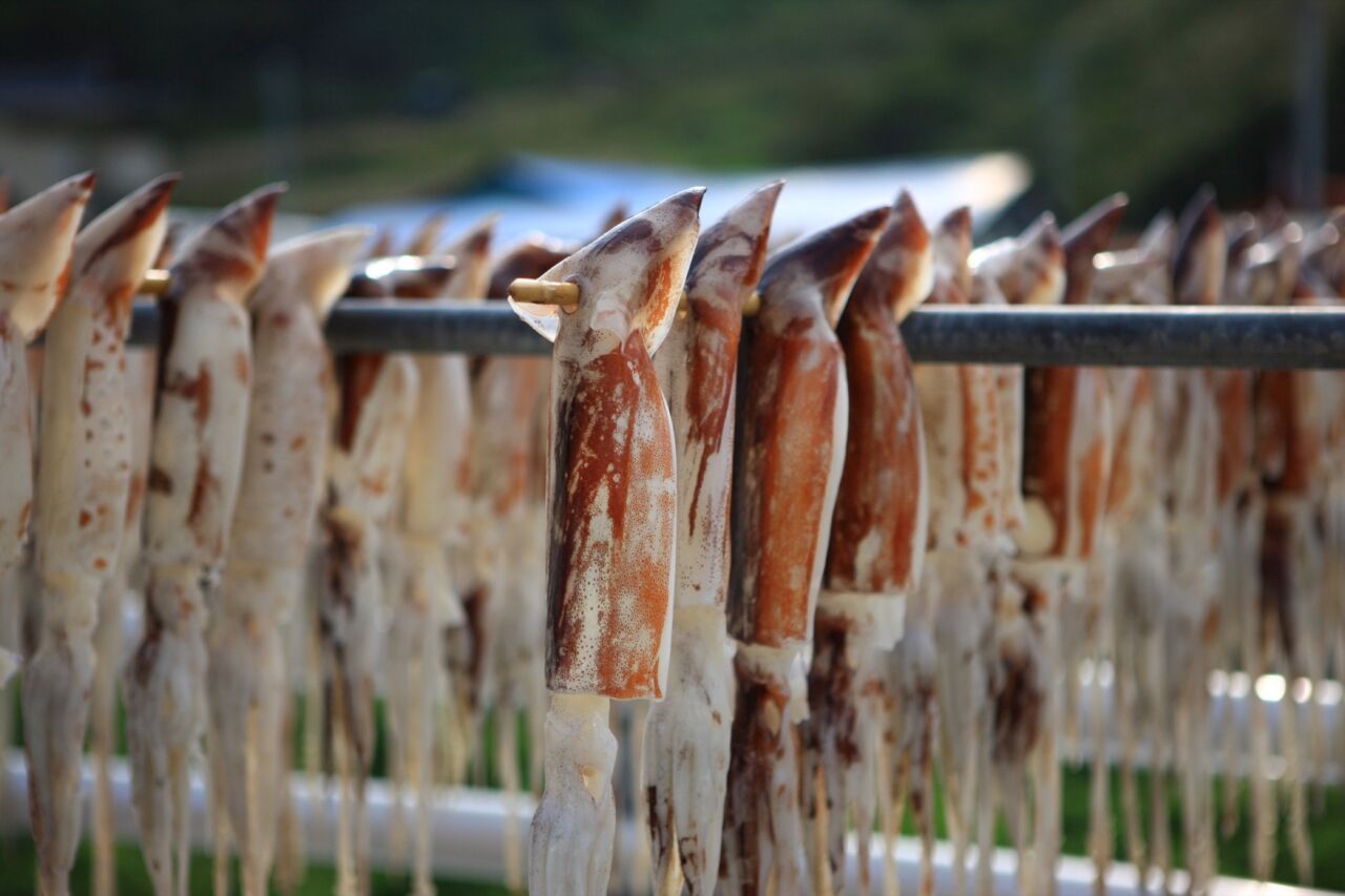 Tintenfisch_Ulleungdo Island, Korea