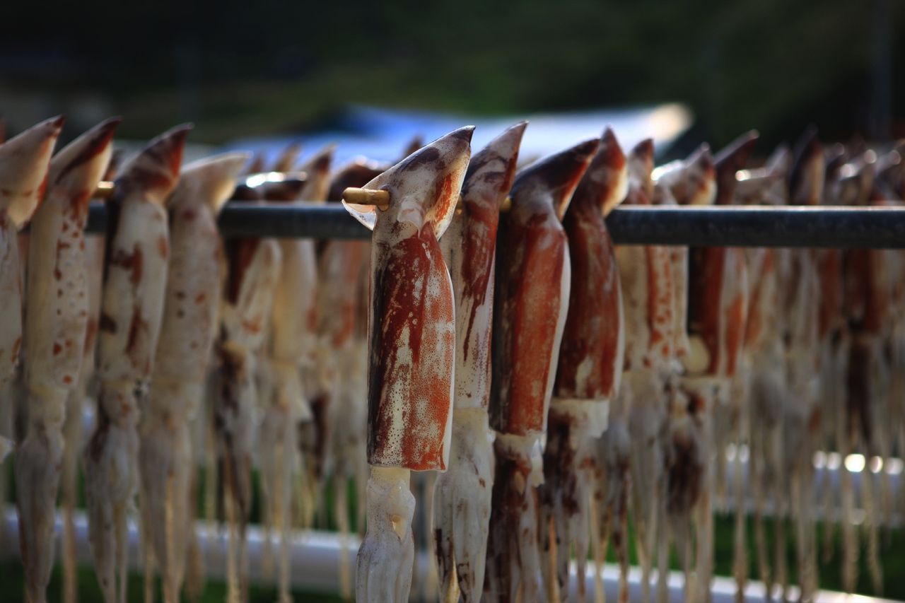 Tintenfisch_Ulleungdo Island, Korea