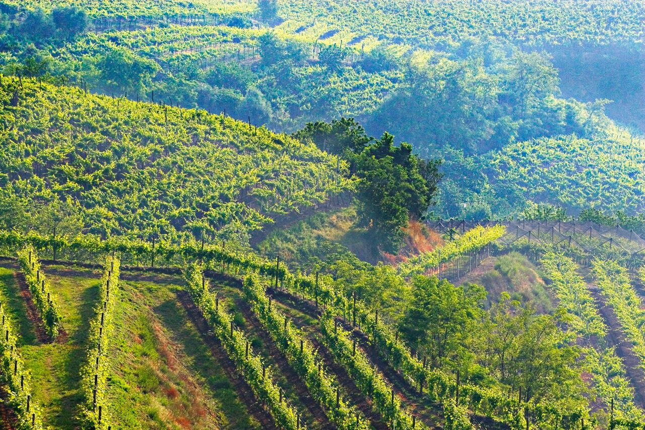 Soave 034
