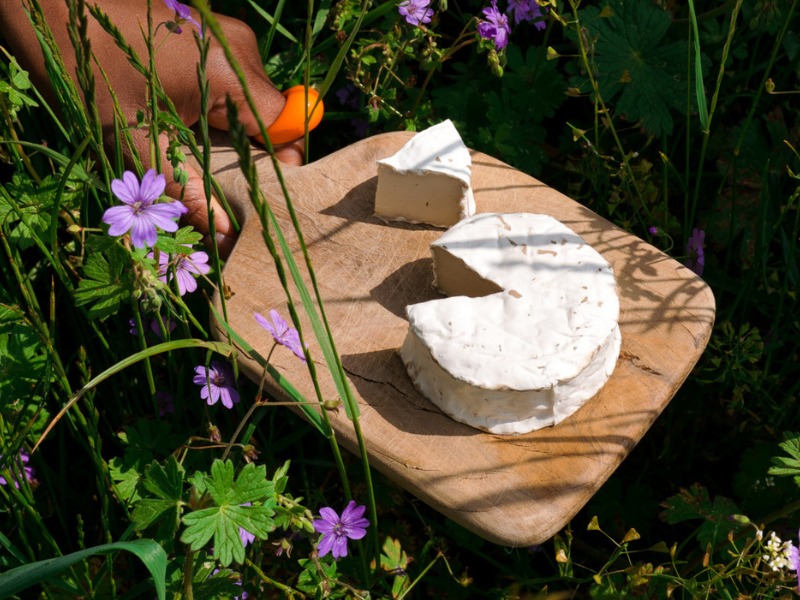 Veganer Käse im Check: Was bringt die Zukunft?