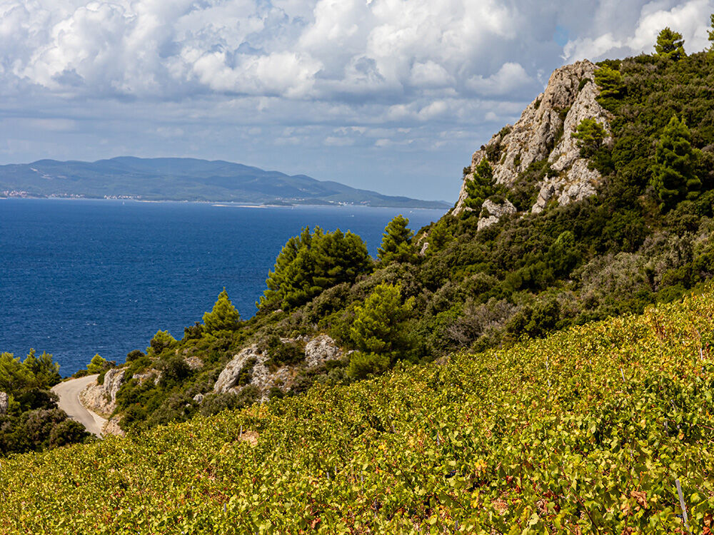 weinberg-auf-insel-peljesac