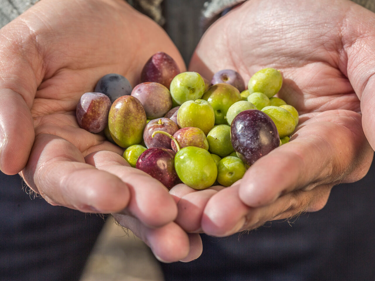 oliven-hand-olivenoel-andalusien