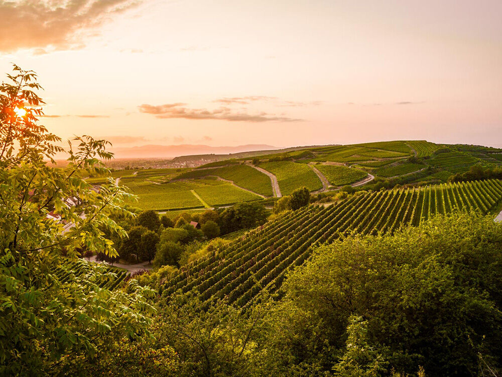 Weingut Salwey