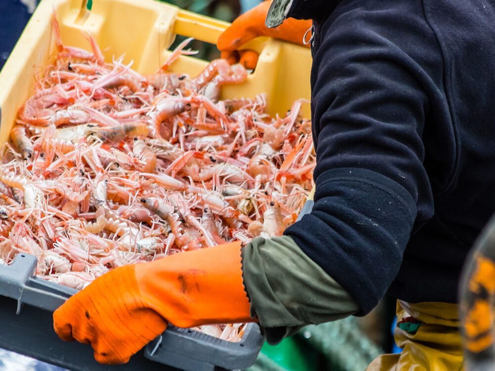 Ankunft der Trawler im Hafen von Guilvinec