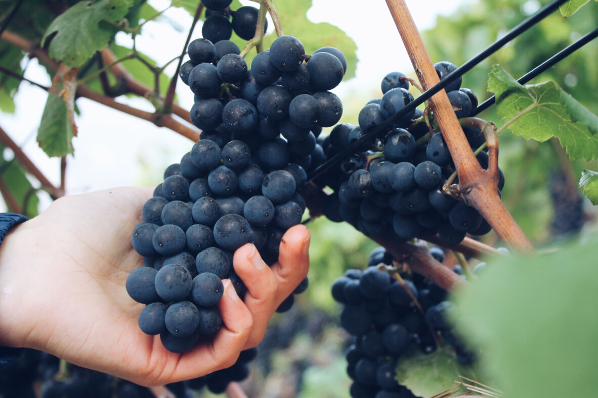 weinanbau
