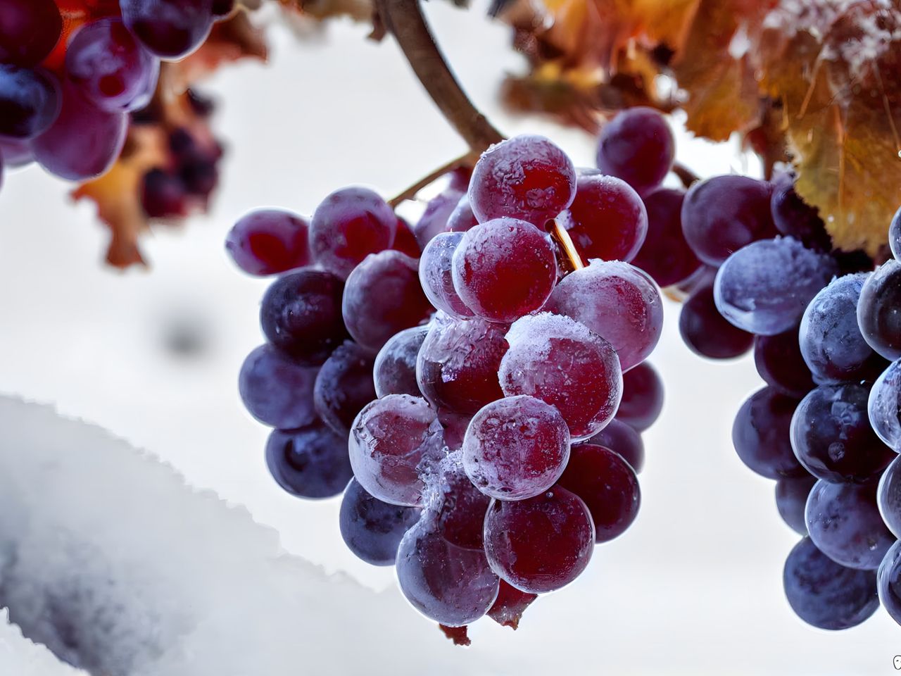 Weintrauben-Reben-Weinguide