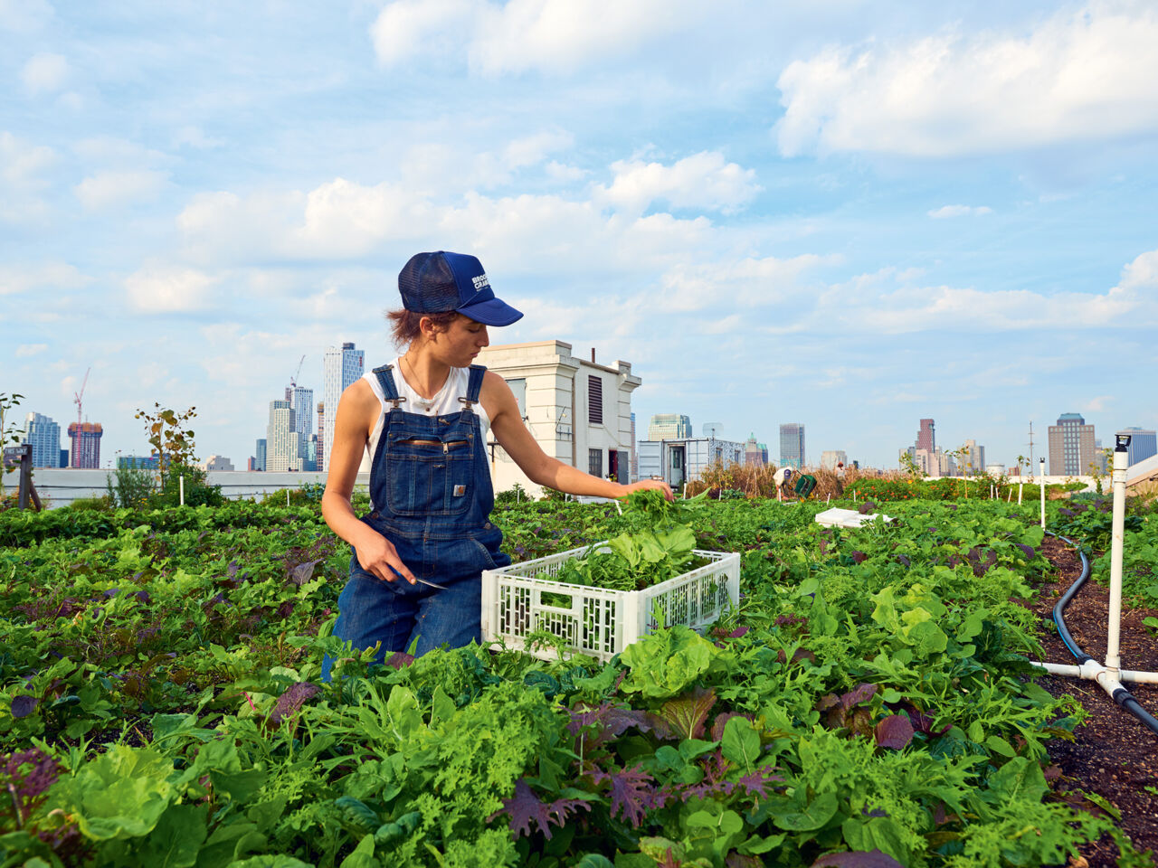 Rooftop Farm