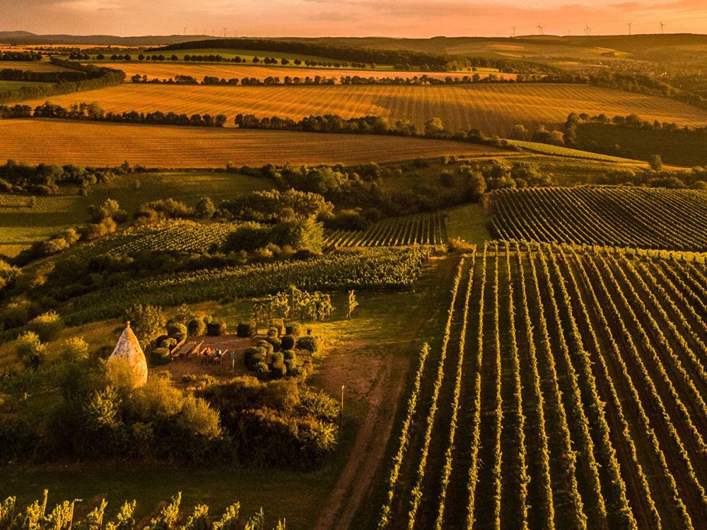 Sonnenuntergang über den Weinbergen der Weinregion Rheinhessen weinregion-rheinhessen
