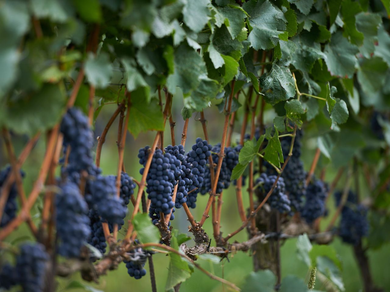 DFS_Loimer_PinotNoir_02_preview