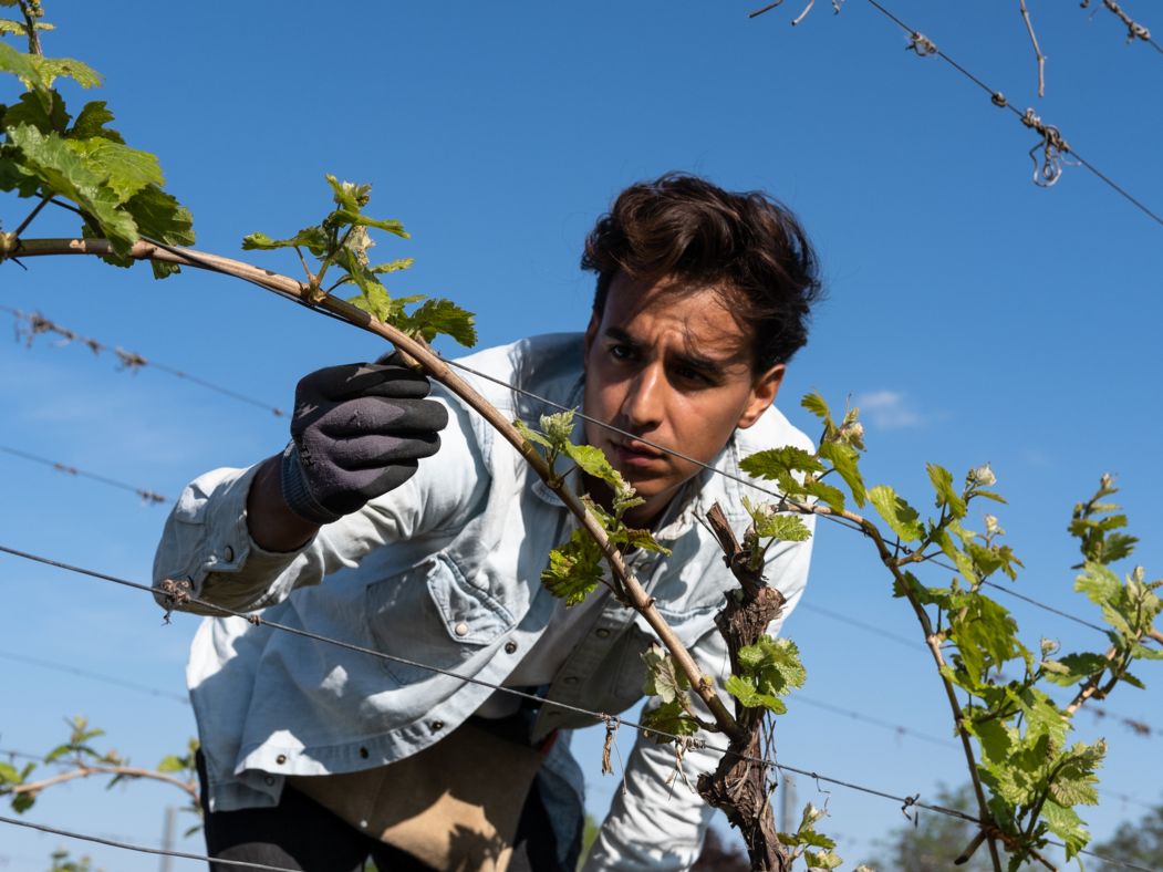 alex-saltaren-jungwinzer