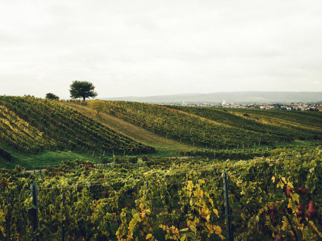 Burgenland (5)