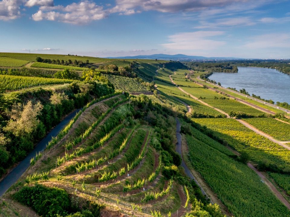 Groß (Niersteiner Hipping ©Torsten Silz)