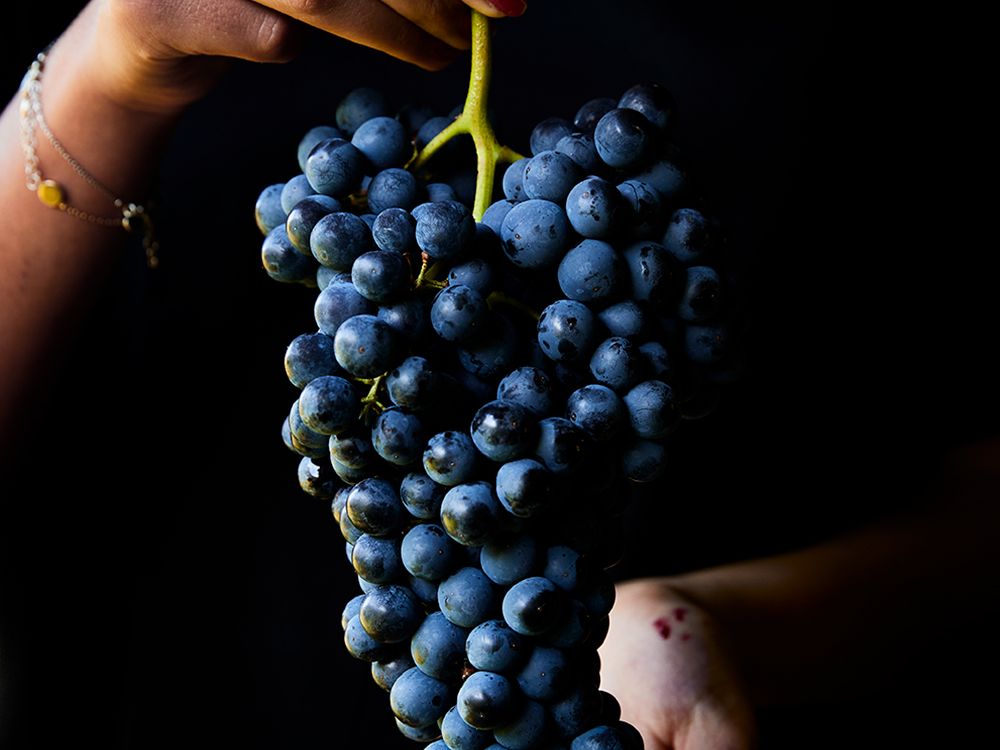 vivi-d-angelo-trauben