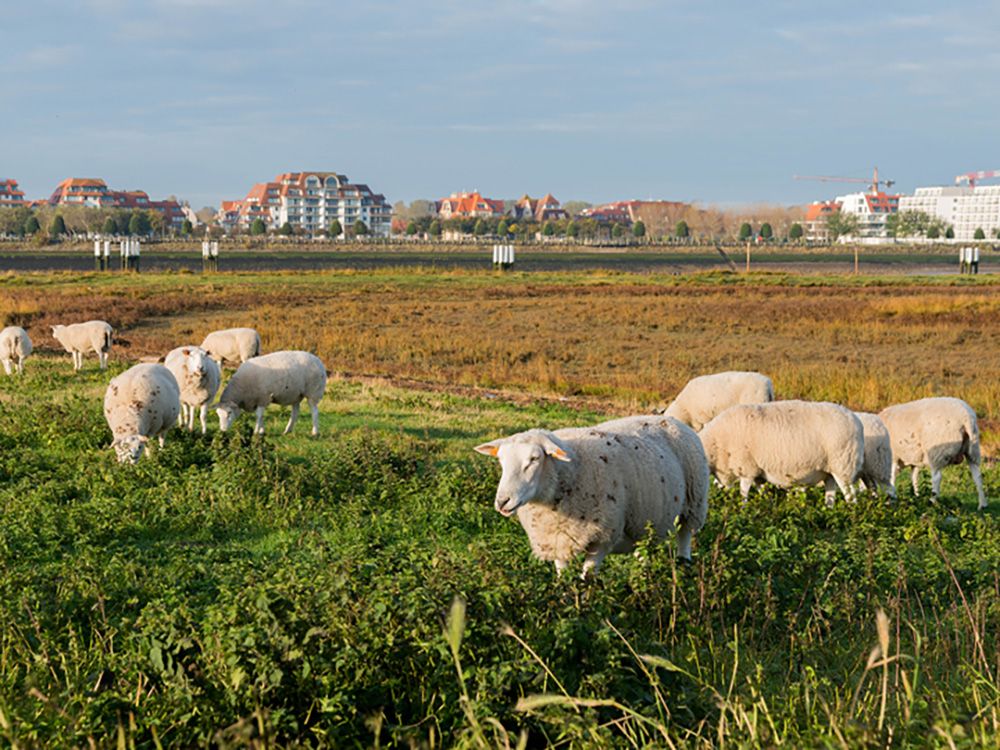 flandern-natuurreservaat-ijzermonding-nieuwpoort