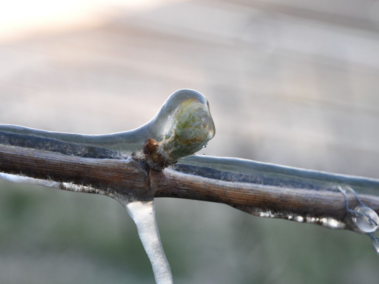 Frostschutzberegnung