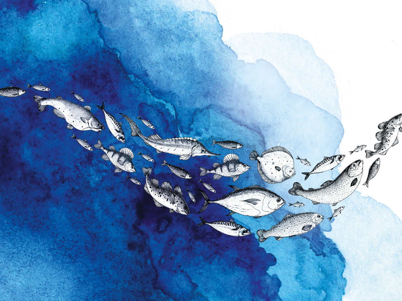 FE_425_118__SP_Schwerpunkt_Saisonkalender Fisch