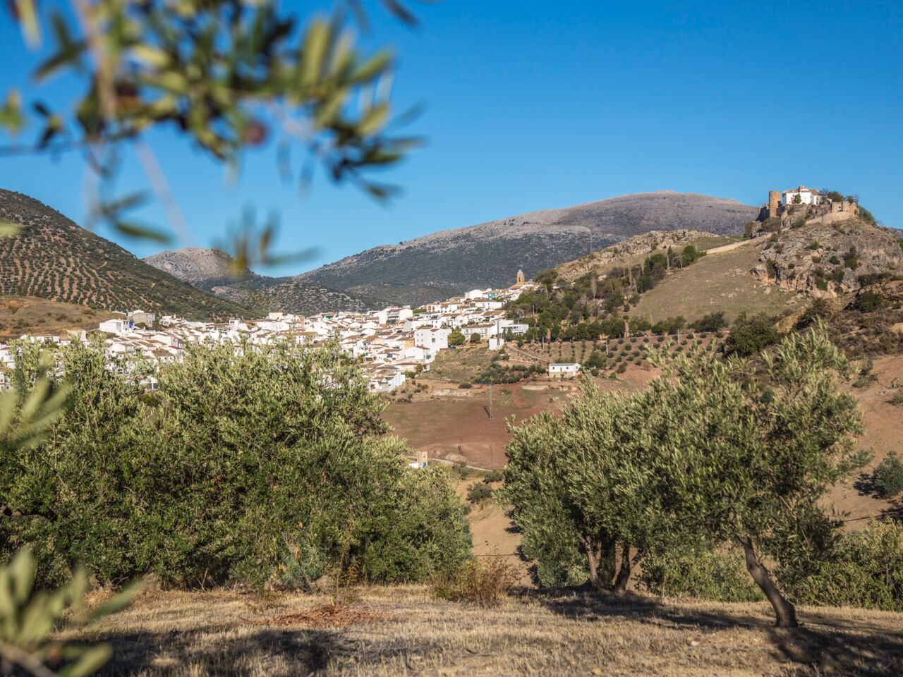 Landschaft mit Olivenbäumen. Das Bild illustriert die lange Tradition des Anbaus und der Herstellung von Spanischem Olivenöl.