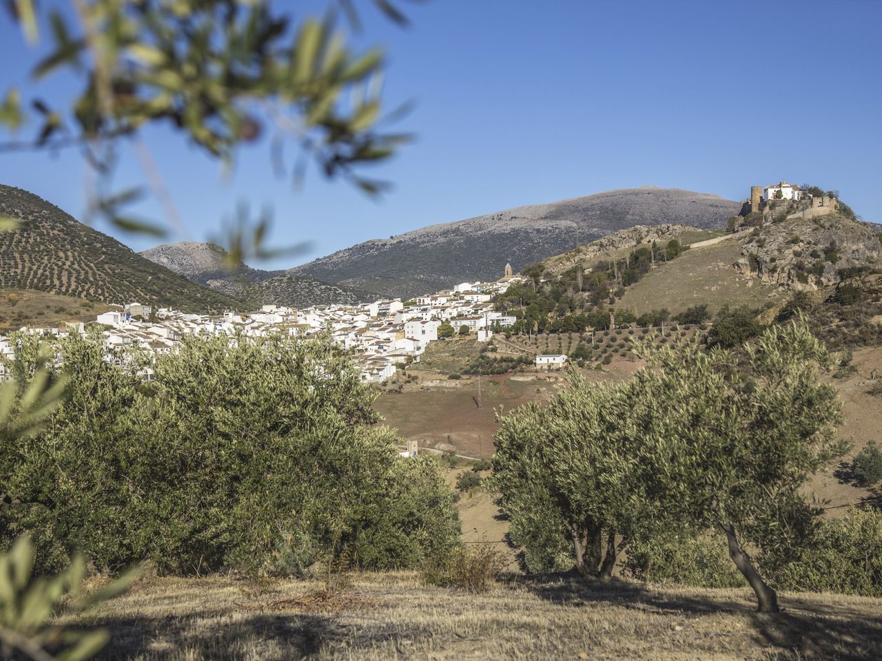 Landschaft mit Olivenbäumen. Das Bild illustriert die lange Tradition des Anbaus und der Herstellung von Spanischem Olivenöl.