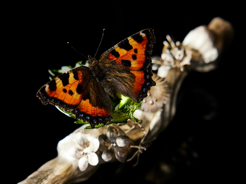 Schmetterling_Munk